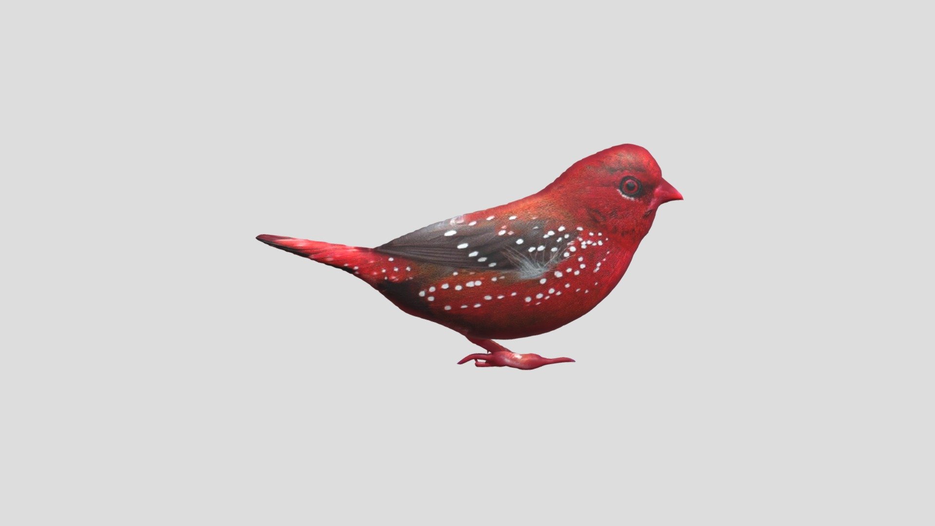 Pipit Benggala