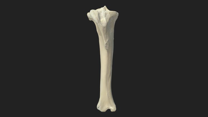 shinbone (tibia) donkey – Modèle 3D gratuit STL