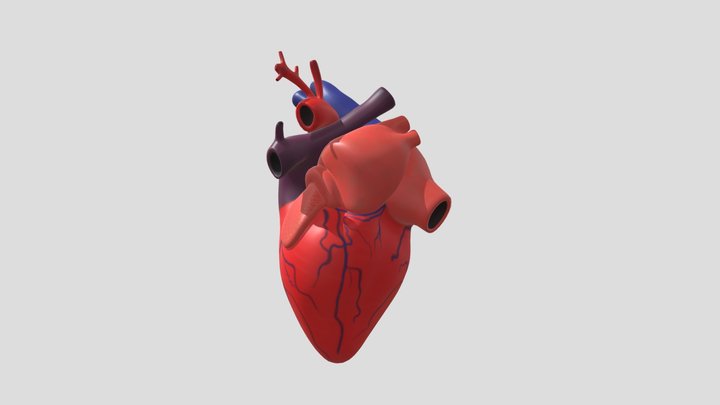 Jantung 3D Model