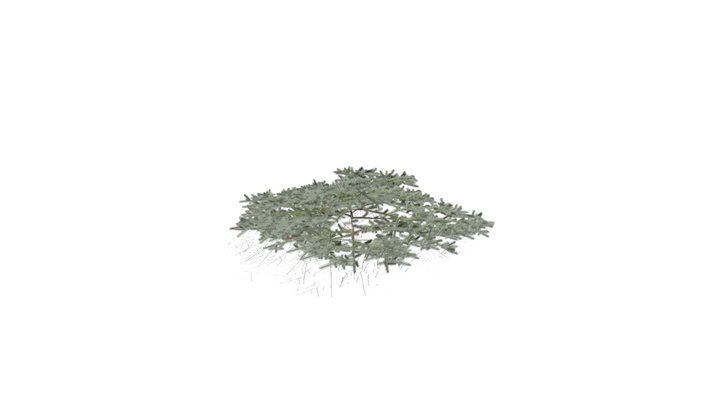 Realistic HD Blue Nest spruce (10/10) 3D Model