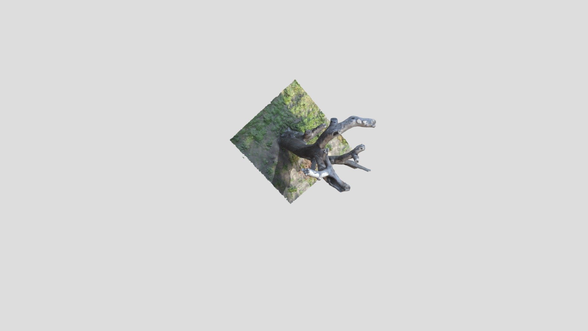 Tuart with Crown  2 Project_files