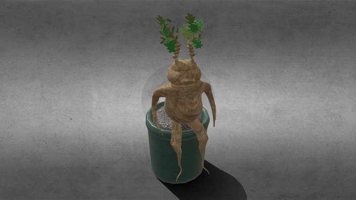 Mandrake 3D Model