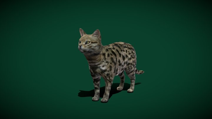 Black-Footed Cat (Endangered) 3D Model