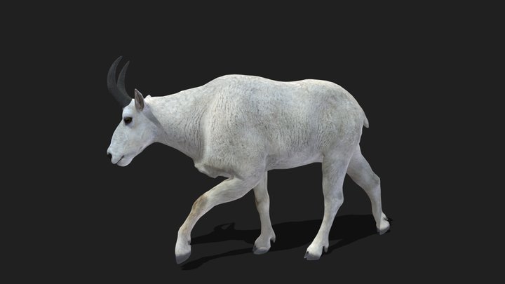 MOUNTAINGOAT - Realistic 3D Model (DEMO FREE)