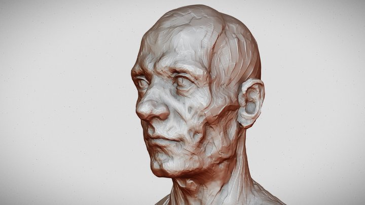 MALE HEAD-CHEST ANATOMY PRACTICE 3D Model