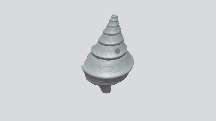 Sea shell trumpet 3D Model