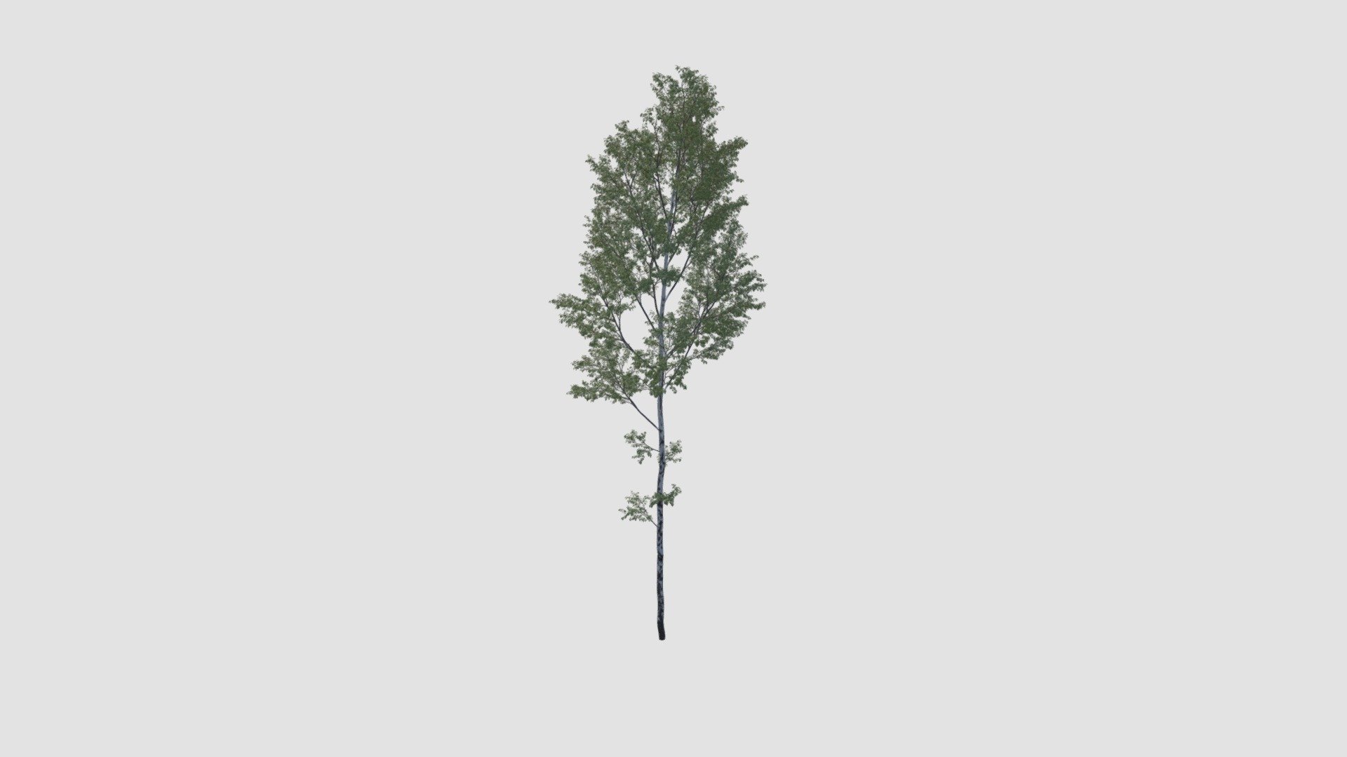 Tree - Buy Royalty Free 3D model by Evermotion [75cd737] - Sketchfab Store