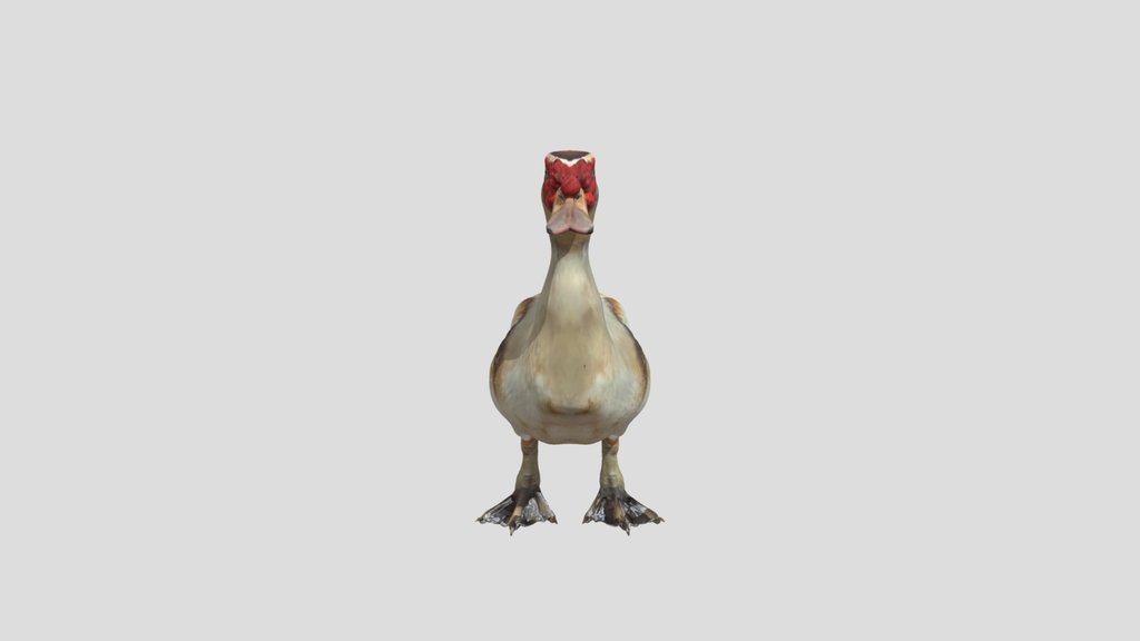 Red-faced Goose