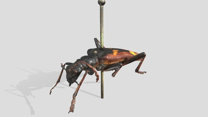 Two-banded Longhorn Beetle, Rhagium bifasciatum 3D Model