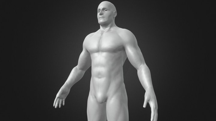 Male Anatomy Model 3D Model