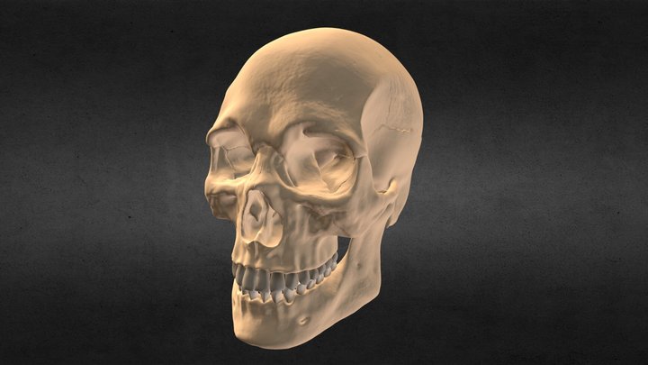 Skull 3D Model