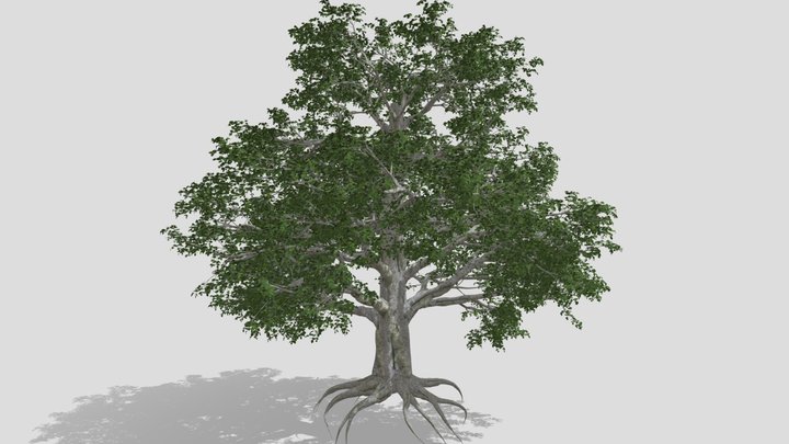 Fagus Sylvatica