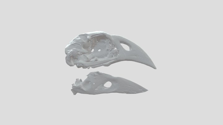 North Island Takahe Skull – Kostenloses 3D-Modell STL