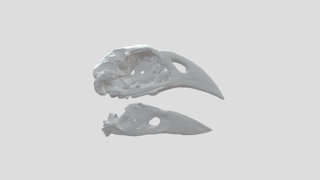 North Island Takahe Skull