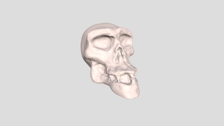 Monkey Skull 3D Model