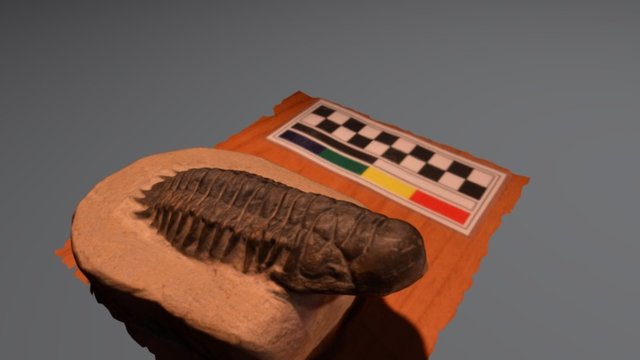 Trilobites Crotalocephalus 3D Model