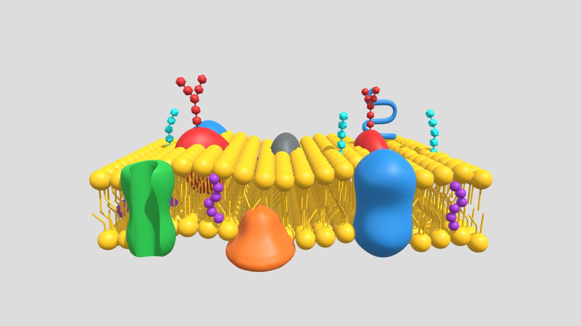 Plasma Membrane - 3D model by Júlio Panzera (@juliopanz) [75dc8ba ...