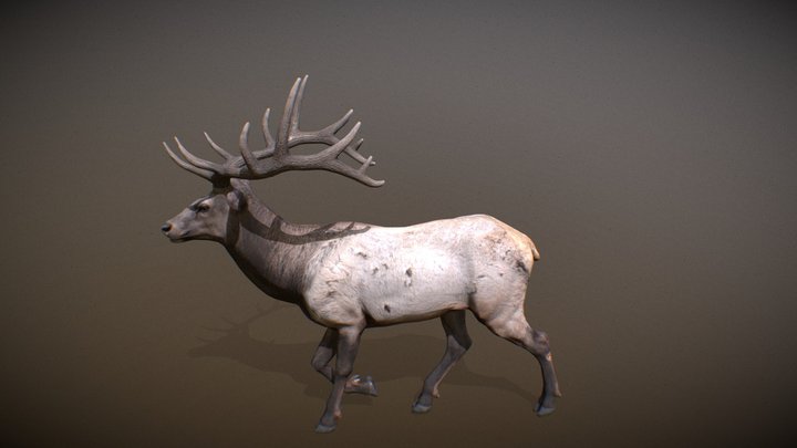 Animalia - Elk (male) 3D Model