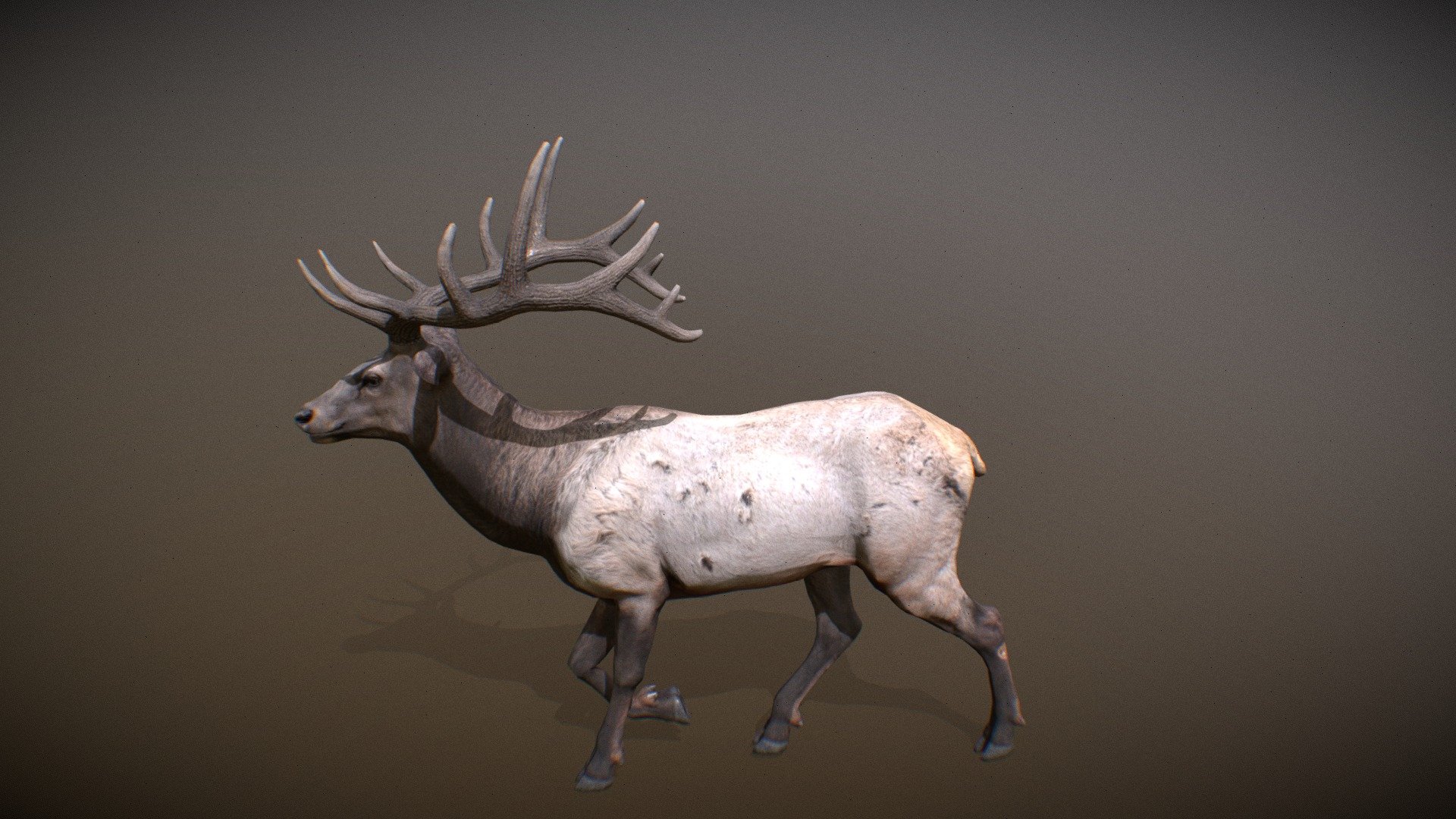 Animalia Elk (male) 3D model by GiM (GamesInMotion) [75ddb42] Sketchfab