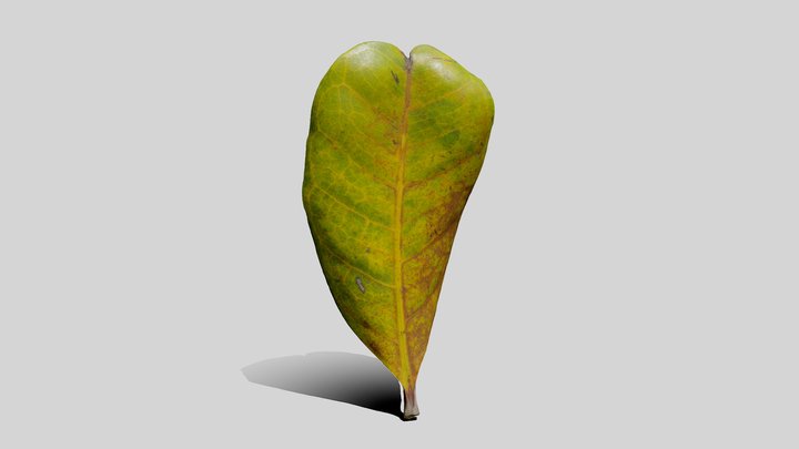 Cupaniopsis Anacardioides Leaf