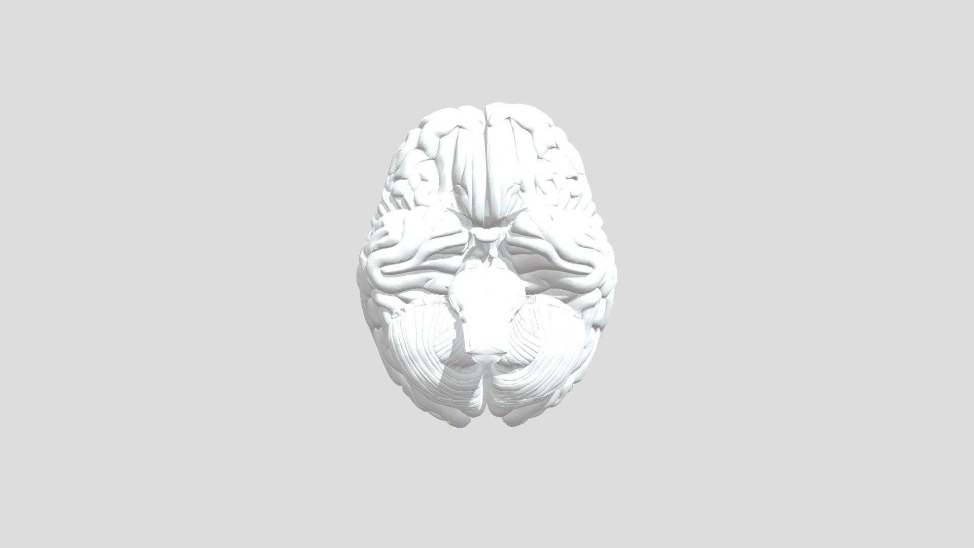 Brain - Download Free 3D model by francisco.vera [75e1d06] - Sketchfab