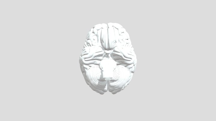 Brain 3D Model