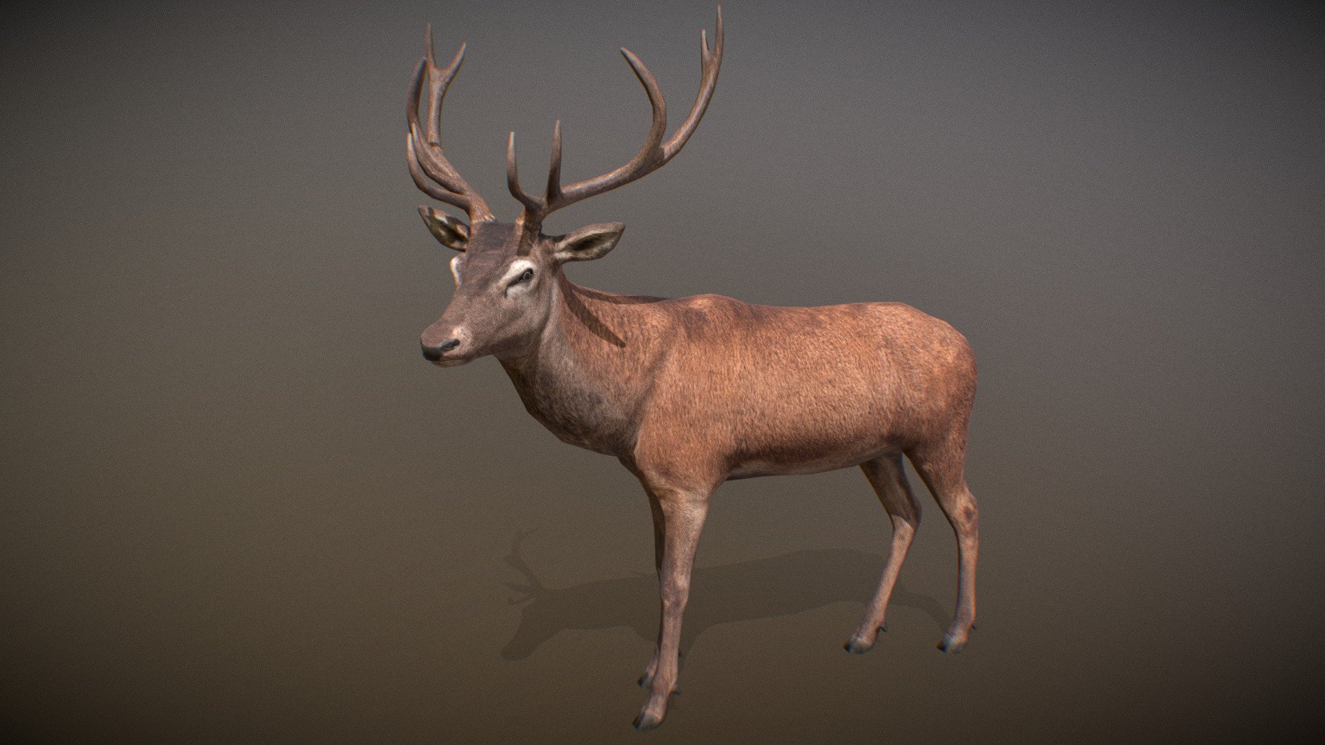 Animalia - Red Deer (male) - 3D Model By GiM (@GamesInMotion) [75e4f1e ...