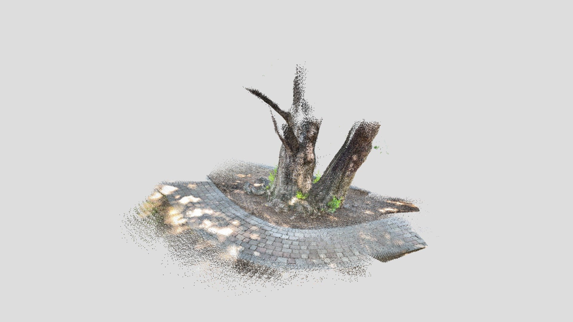 Drake Park tree2 - Lidar Scan