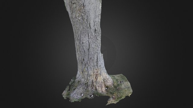The Maple 3D Model