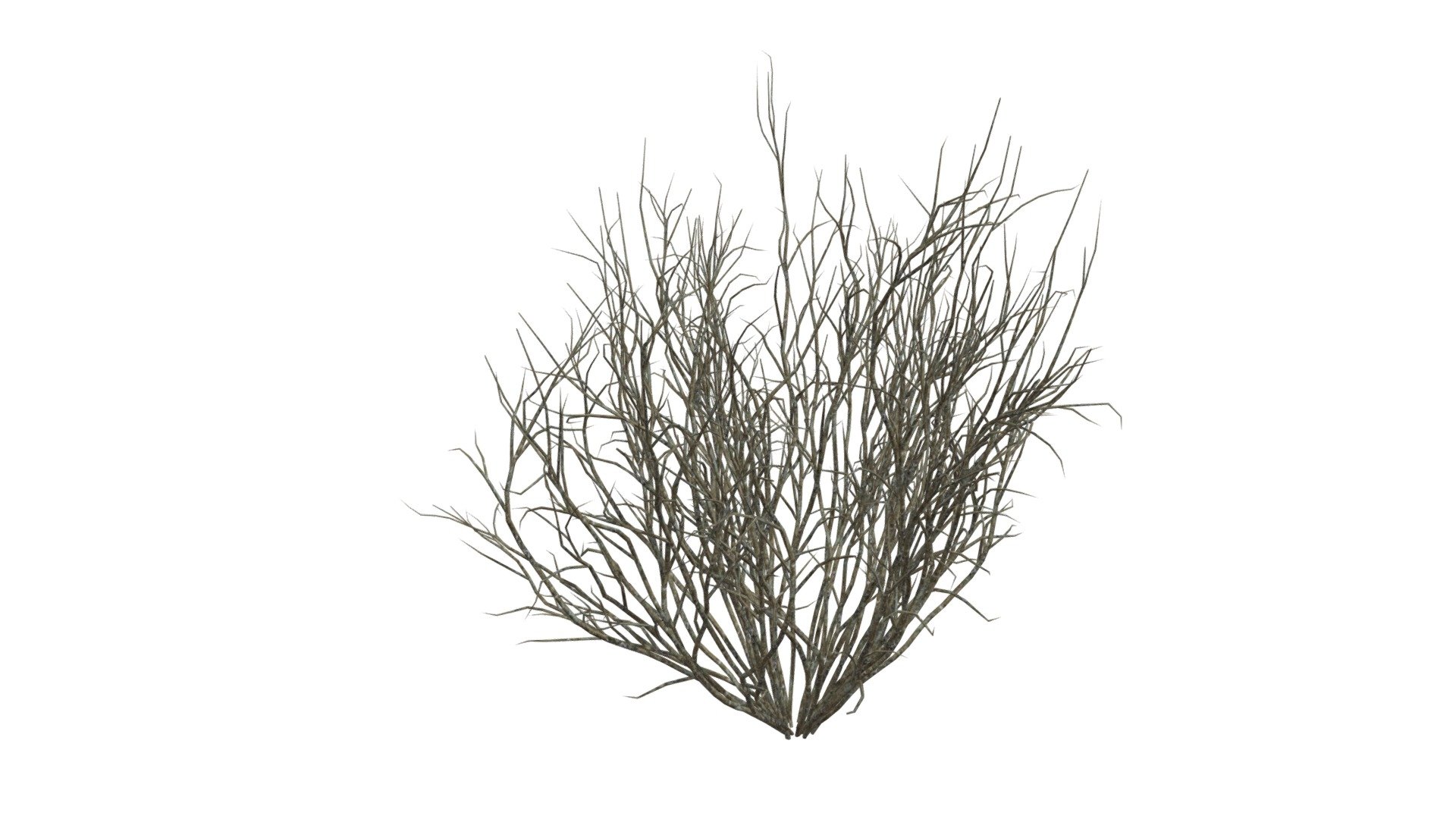 Broom Snakeweed #07 - Buy Royalty Free 3D model by meshshape [75ebfc6 ...