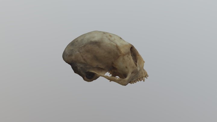 Callicebus caquetensis 3D Model