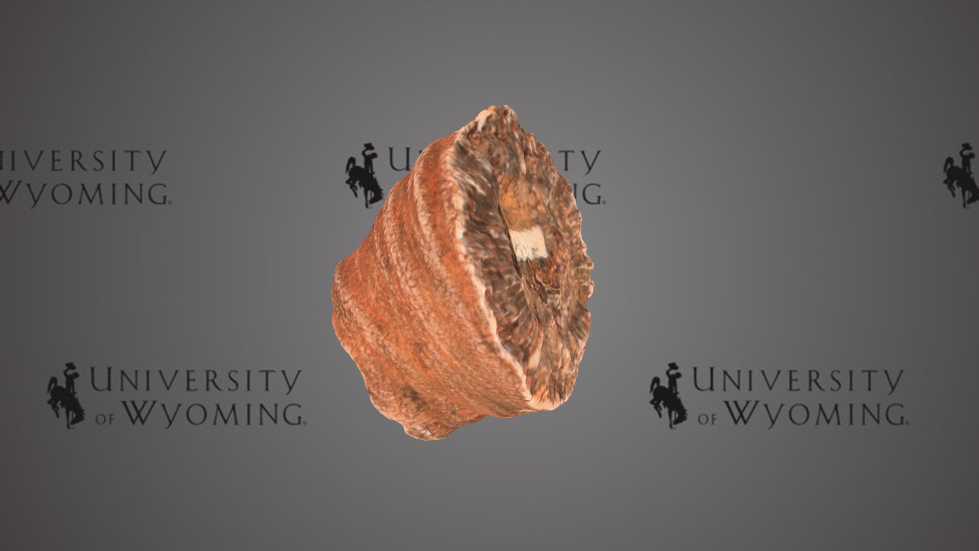 UW-Invert-A4512, Siphonophrentis gigantea- Coral