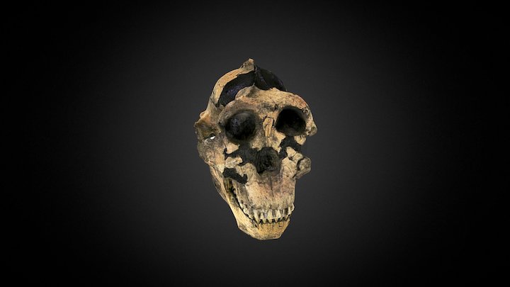 A. boisei skull 3D Model