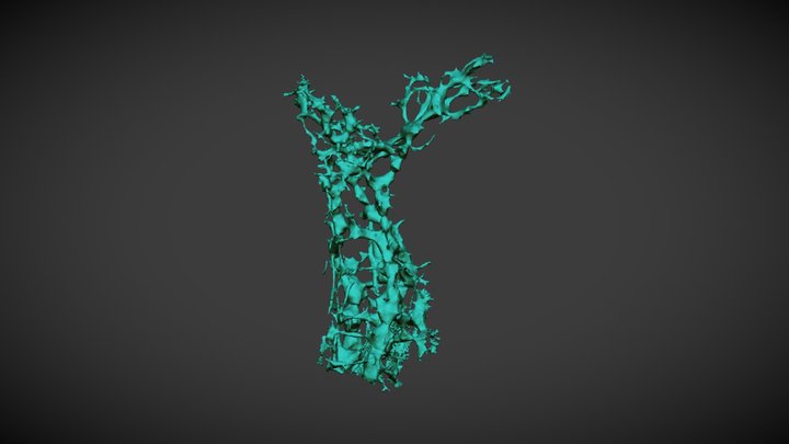 Dotona pulchella mediterranea boring pattern 3D Model