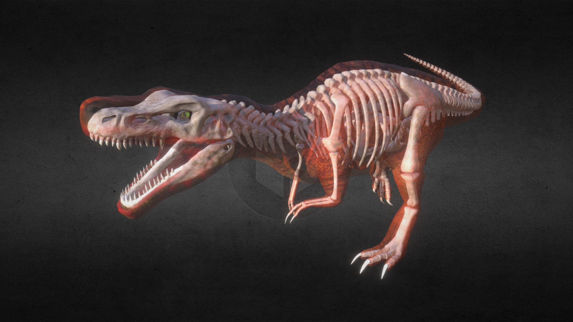 3D model Nemoriko´s : T-Rex Bones/Tyrannosaurus Skelleton - This is a 3D model of the Nemoriko´s : T-Rex Bones/Tyrannosaurus Skelleton. The 3D model is about a lizard on a black background.