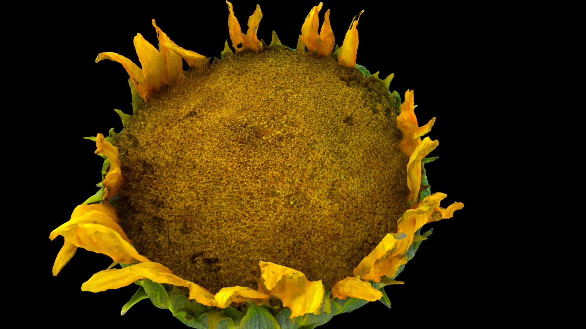 Sunflower ripe a