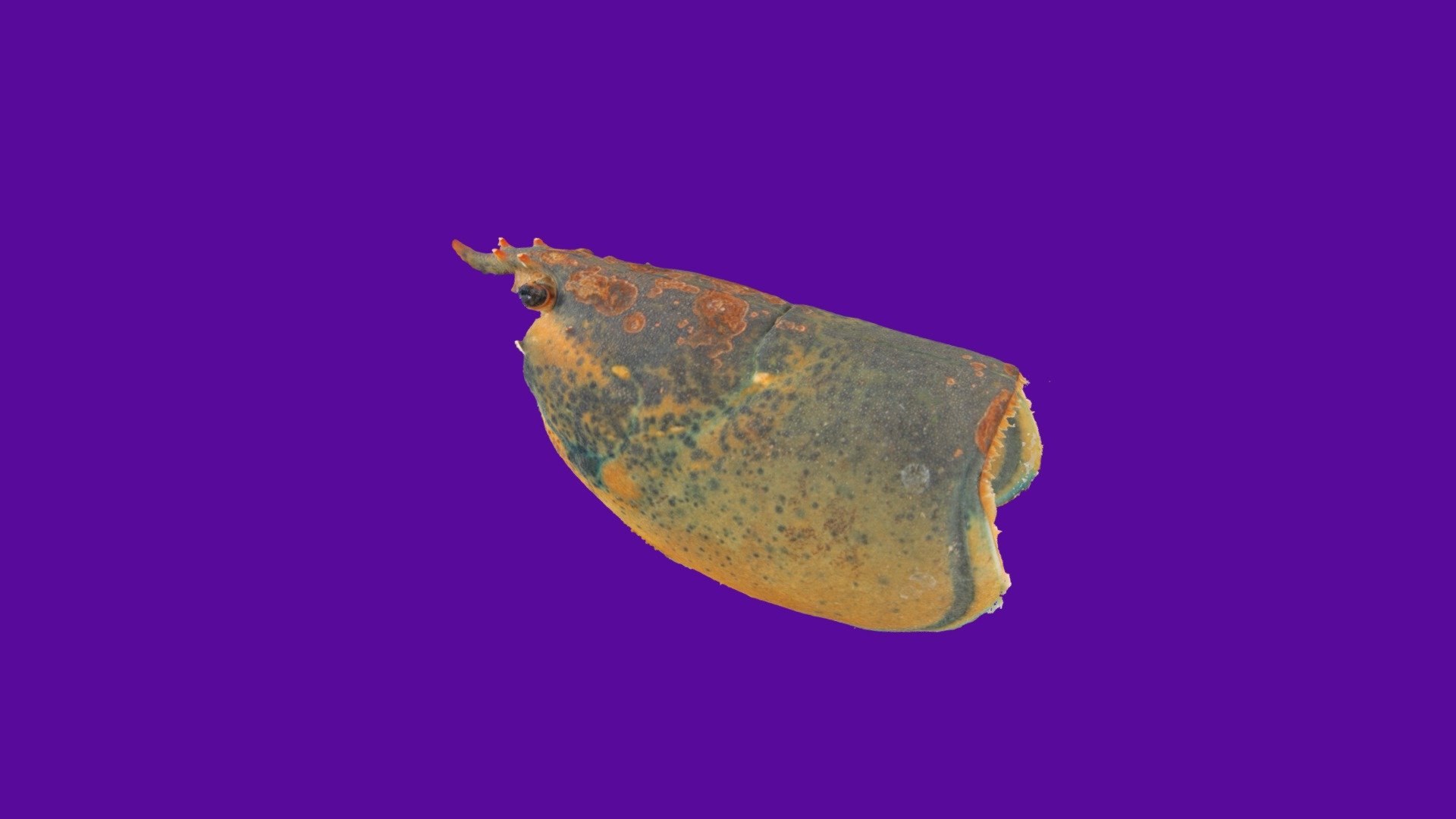 Am Lobster Spring 2019 St364 02 with level 2 ESD