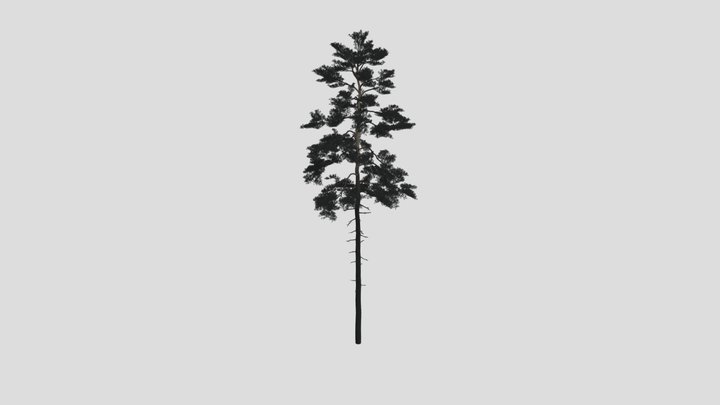 Pinus sylvestris 22 AM219 Archmodel 3D Model
