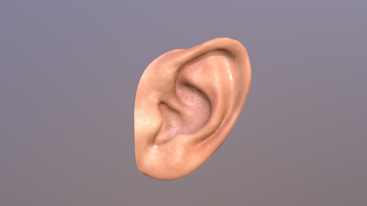 ear 3D Model