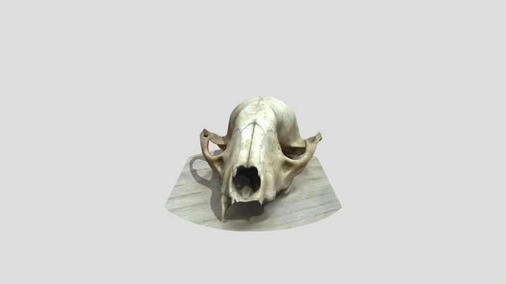 Cat Skull 3D Scan Park Manor v1 3D Model