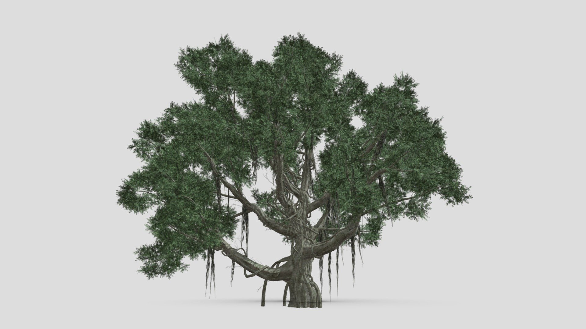 Chinese Banyan Tree-S1 - Buy Royalty Free 3D model by ASMA3D (@ASMA3D