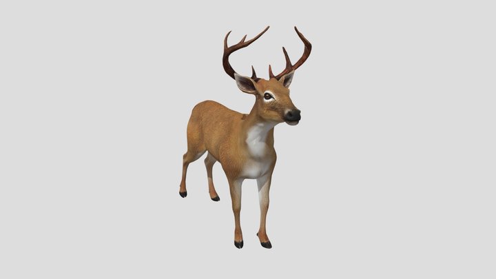 Realistic Deer 3D Model