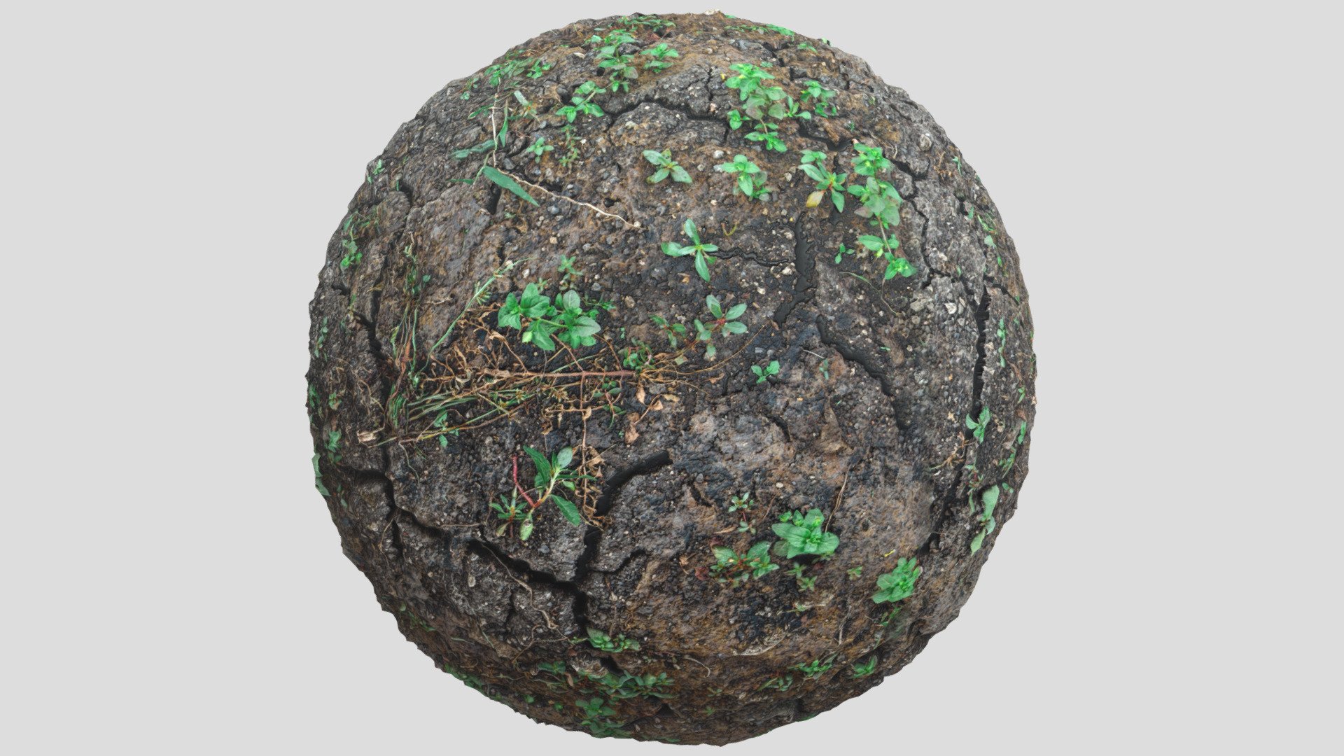 Forest Ground03