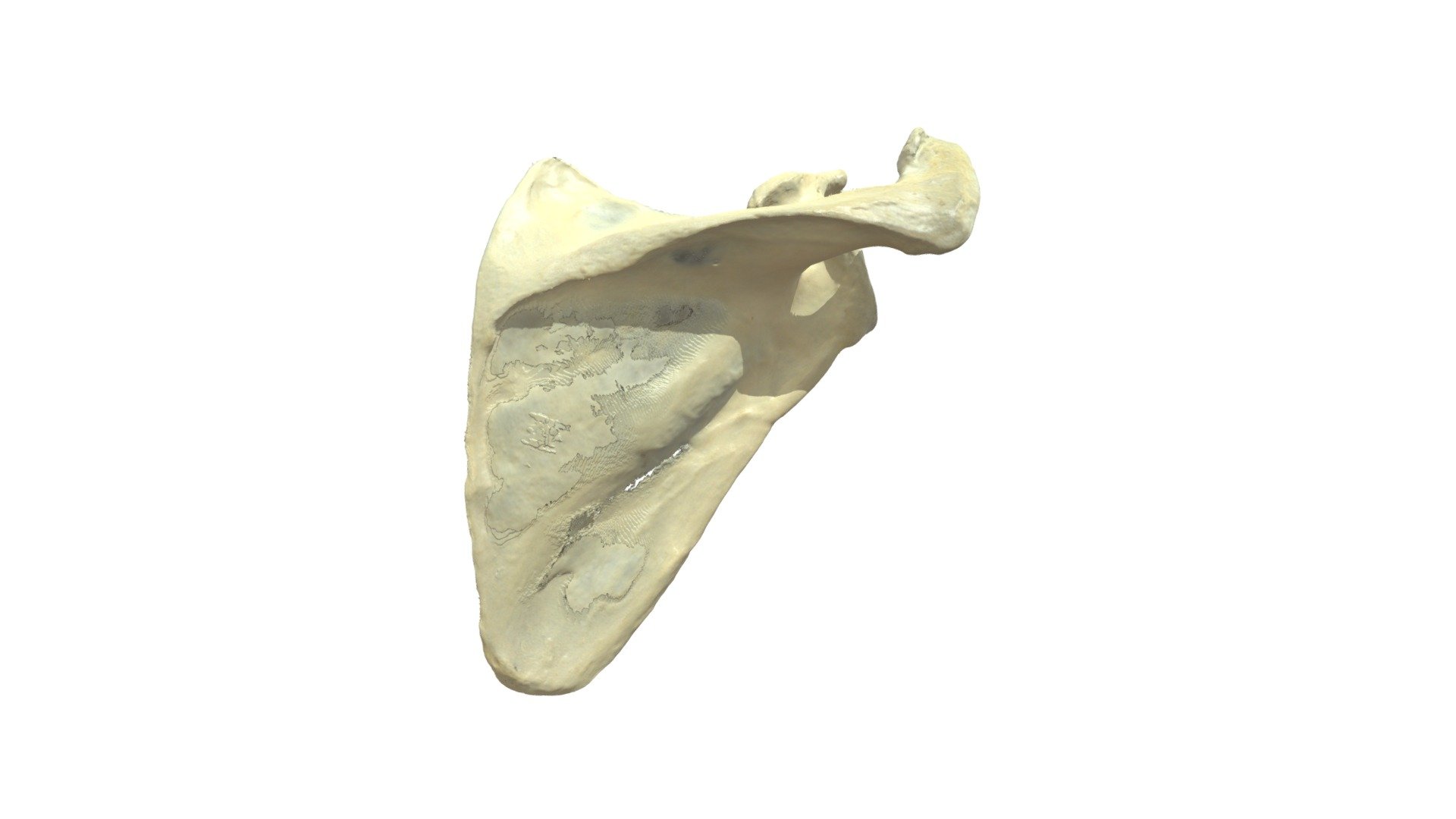 Scapula R - met annotaties - oriëntatie - 3D model by Universiteit ...