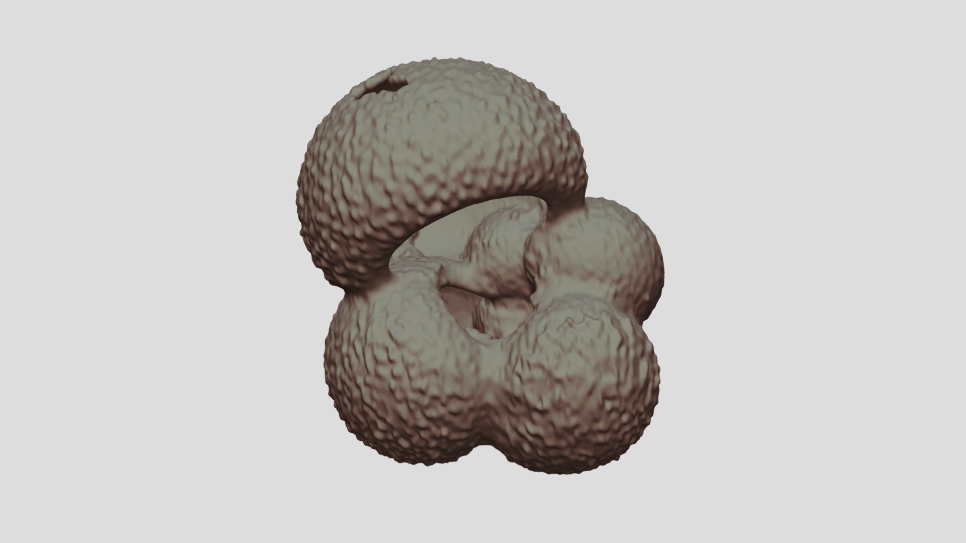 Globigerina bulloides [Geo B8502 825cm Shell-1]