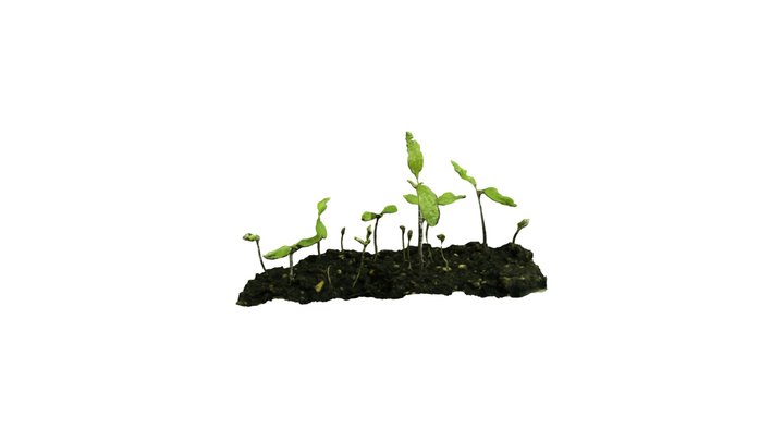 Plants on the ground 3D Model