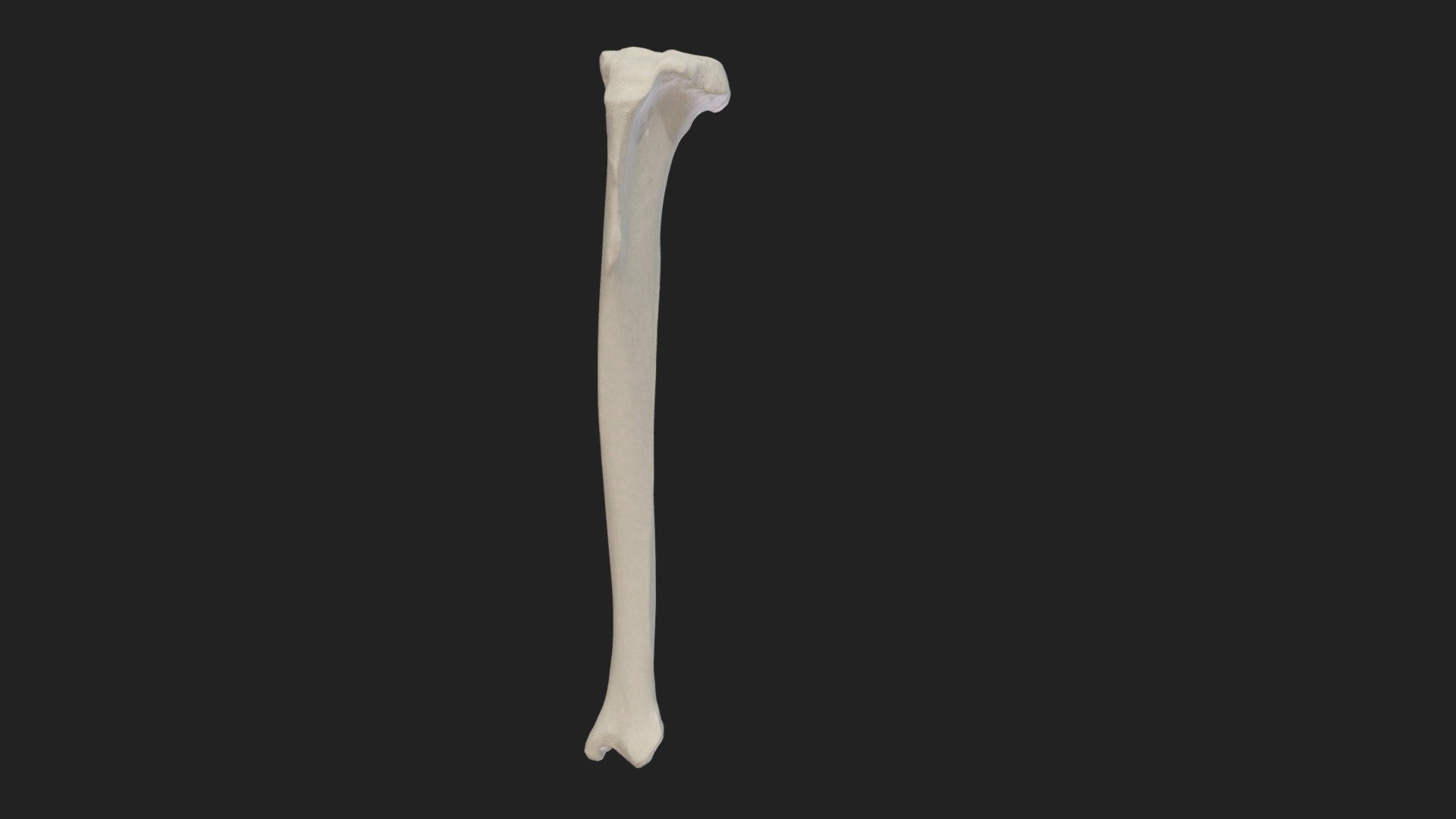 shinbone (tibia) cat - Download Free 3D model by vetanatMunich [76059c1 ...