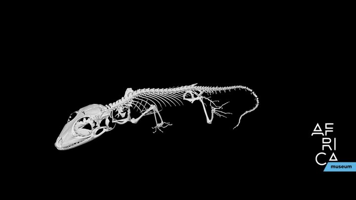 Geckos 3D models - Sketchfab