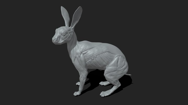 SA Anatomy (@saanatomy) - Sketchfab