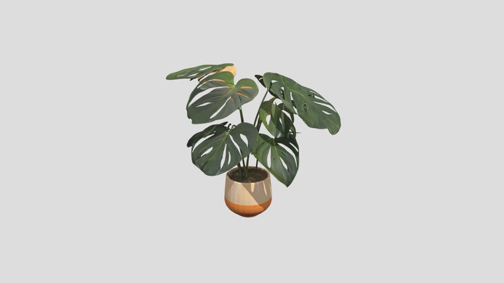 Monstera 3D models - Sketchfab